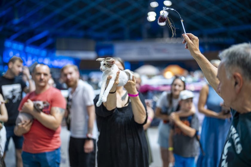 Międzynarodowa wystawa kotów rasowych w hali Orbita we Wrocławiu, 7-8 września 2024